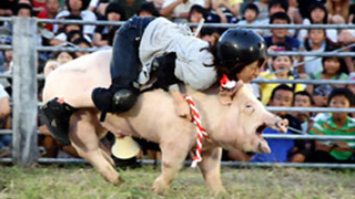 Pig Rodeo Rides Home The Bacon